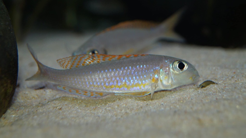Xenotilapia flavipinnis 'Kiriza'